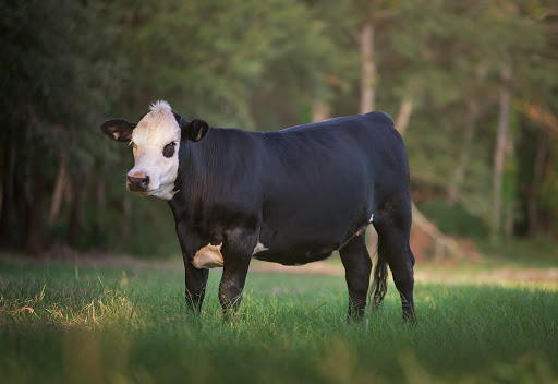 Almosta Ranch LLC - Thumbnail