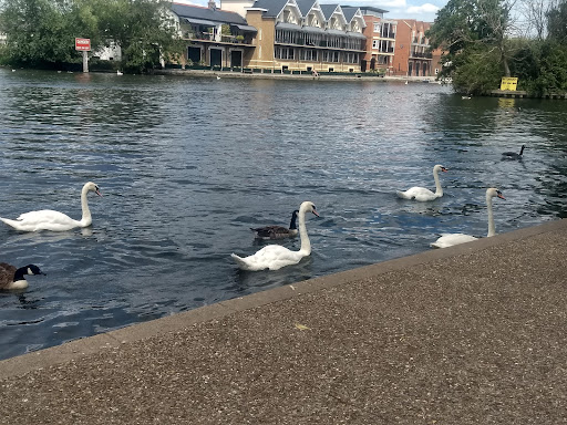 Windsor Riverside Walk - Thumbnail