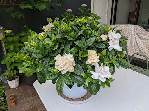 Atelier Floral - Le bouscat - Thumbnail