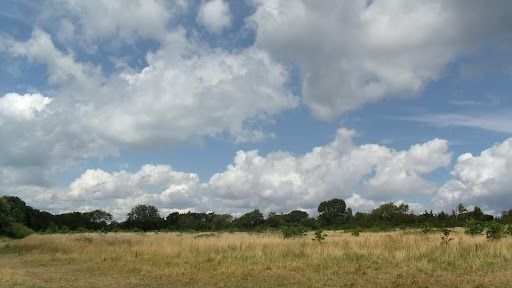 Rosemary Fields - Visual