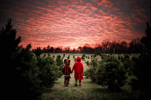 Cooper's Christmas Tree Farm - Thumbnail