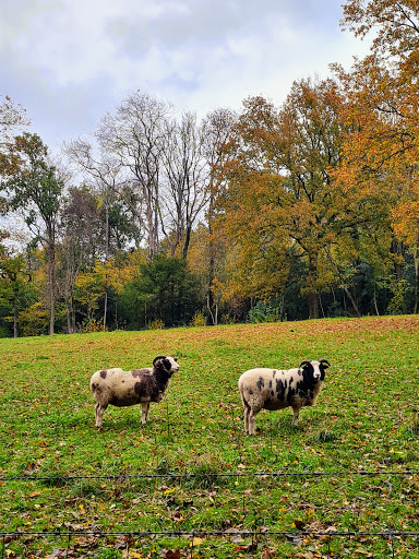 Coulsdon Common - Thumbnail