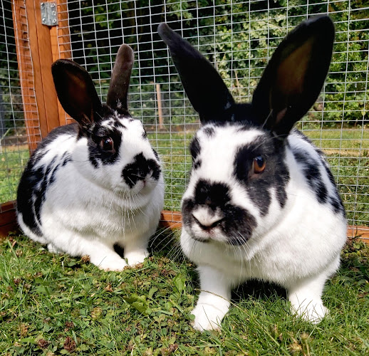 A-Z Exotics Pet Boarding