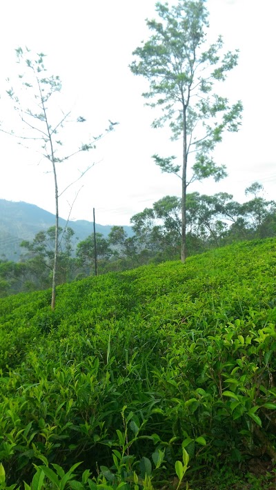 Photos of The Tea Tree Resort