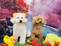 愛犬美容室ＭＯＣＯ