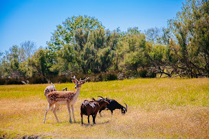 Photo n°31 de Camping Yelloh! Village La Petite Camargue à Aigues-Mortes (Terrain de camping)