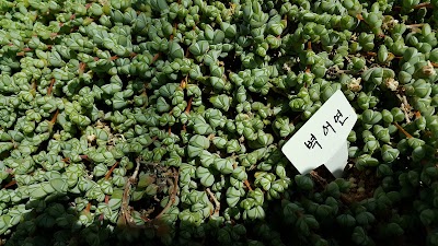 Photos of Cactus Exhibition