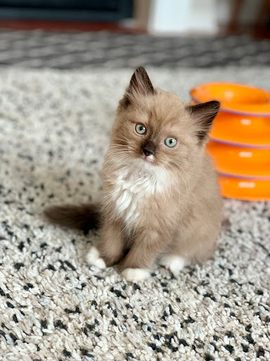 Big Bay Animal Hospital Gallery - Canada