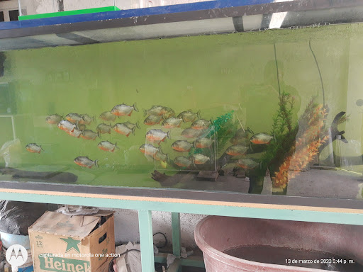 Amazon Predators ???????????? - Visual