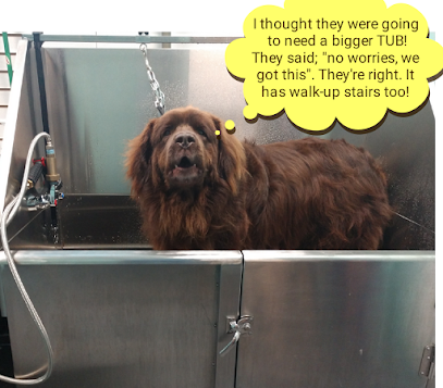 Hometown Pet Resort LLC