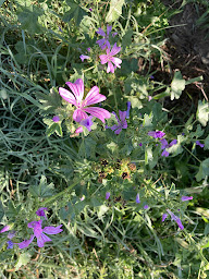 Photo n°5 de Marie VIGNAU à Assat (Psychothérapeute)