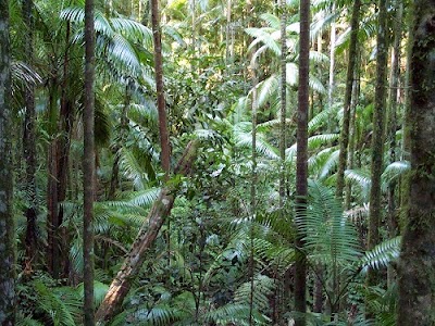 Photos of Eungella Mountain Edge Escape