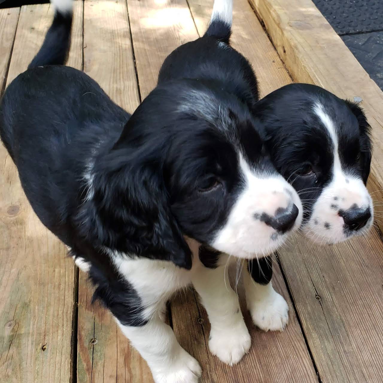 Do Springer Spaniels Have Rear Dew Claws