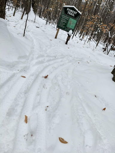 Boyne Forest Trail - Thumbnail