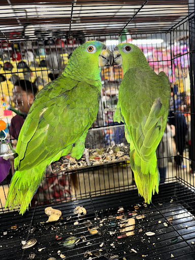 GIVEHAND FLYERS AND FEATHERED FRIENDS - Thumbnail
