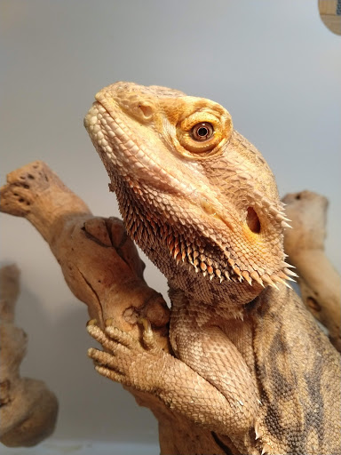South Texas Dragons Gallery - United States
