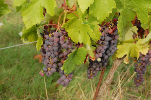 Photo n°12 de Mairie à Les Esseintes (Hôtel de ville)