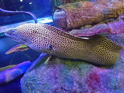 ViaSea Aquarium