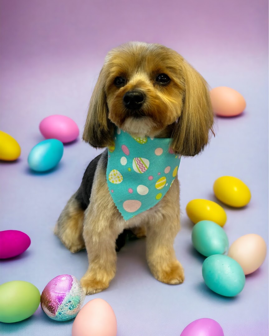 A Touch Of Class Dog Grooming