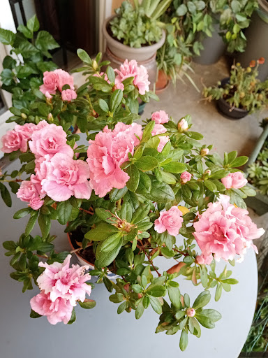 Fleuriste Au Bouton d'Or