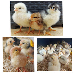 Photo n°18 de Les Poules à Jeannot à Lantignié (Élevage de volailles)