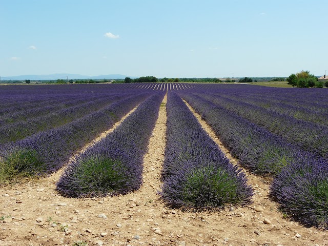 Plateau De Valensole