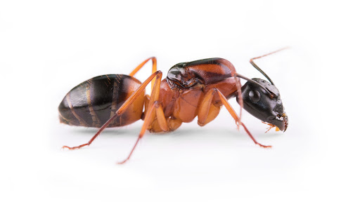 Aus Ants - Thumbnail