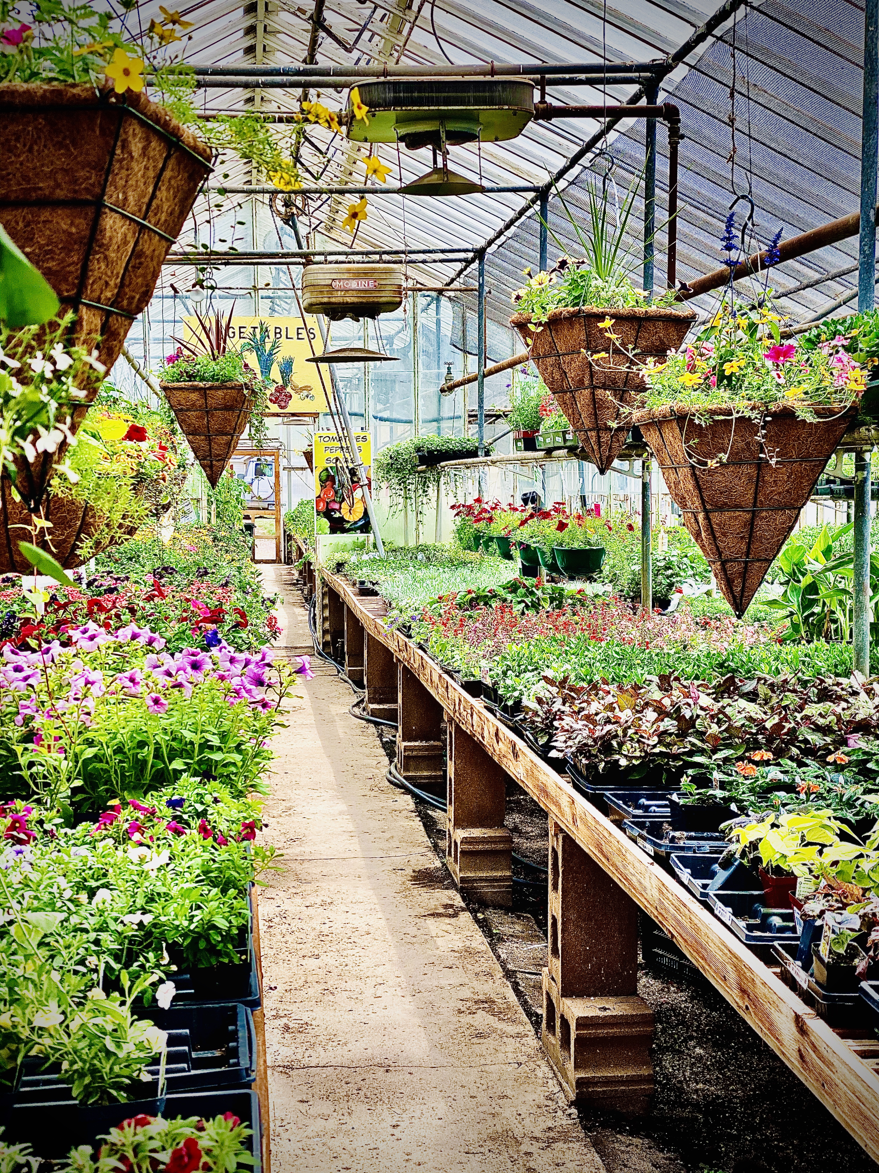 Sunset Greenhouse