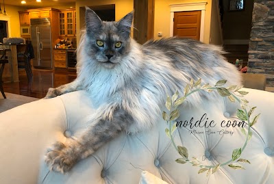 Nordic Coon Maine Coon Cattery