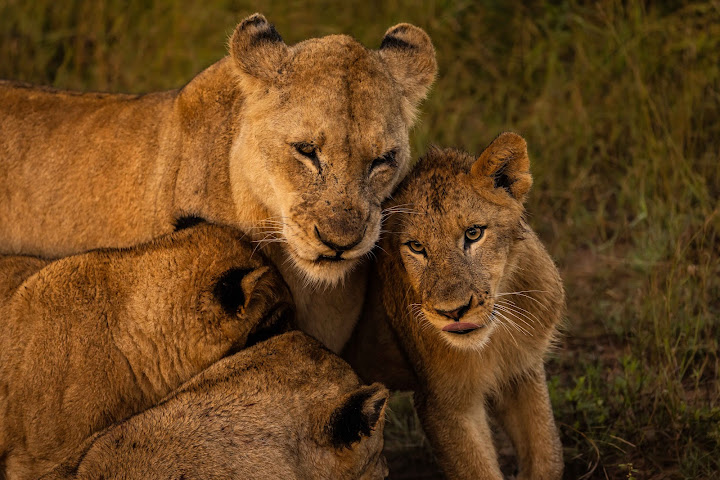 Ulusaba by null