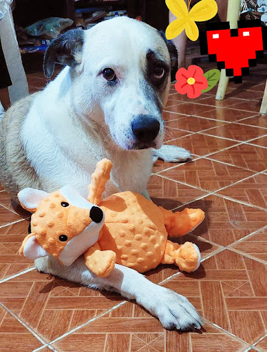 Servicios Veterinarios Delta