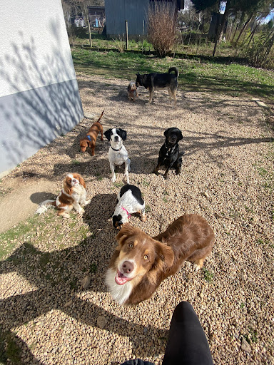 Photo de Yakari Services Animaux à Saint-Brice-sur-Vienne (87200)