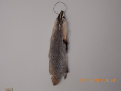 NORTH ANTLER TAXIDERMY