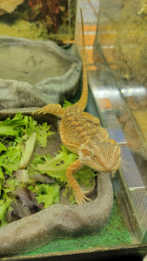 Gone Fishin Exotic Pets - Thumbnail