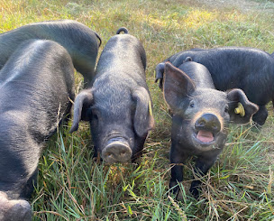 Photo n°23 de De Larroche à Lasserrade (Éleveur)