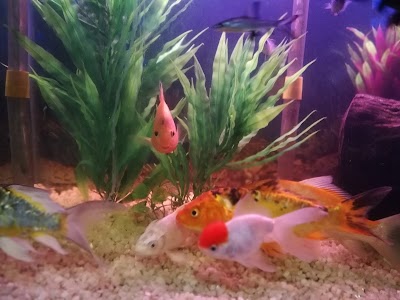 pet-store