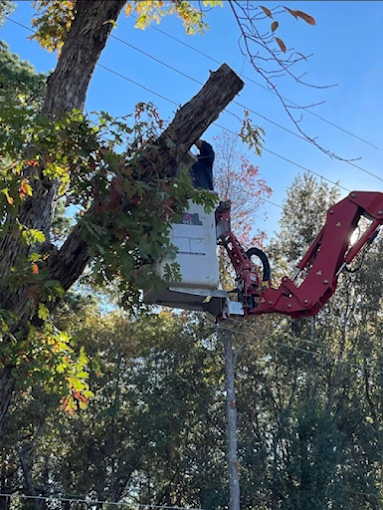 Tree trimming