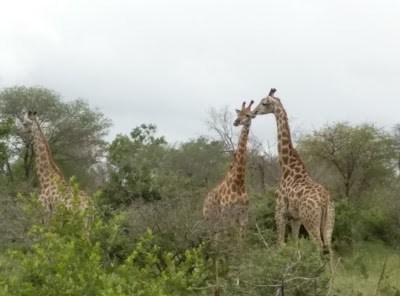 Photos of Rhino Post Safari Lodge