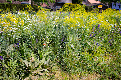 Blühwiese am Thie Gallery - Germany