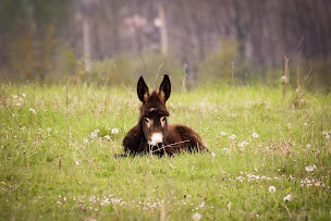 Photo n°11 de Cosméane à Saint-Ybars (Hôtel)