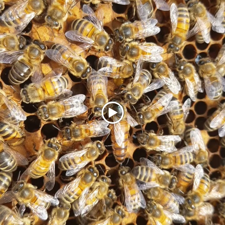 Bushwood Bees photo 3