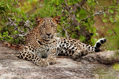 Photos of Yala,Bundala Safari Jeep Services