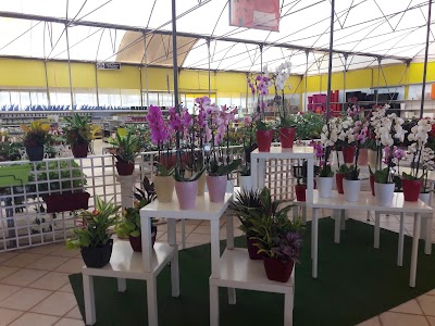 Photos of Nursery Garden GREEN HAND (Casablanca)