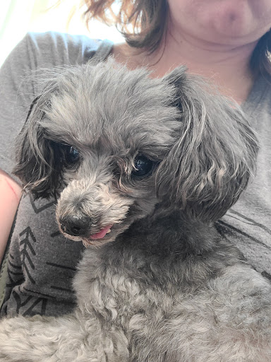 Salem Veterinary Services - Thumbnail