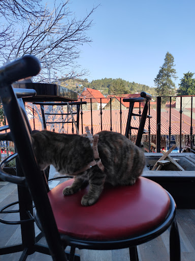 Real Terraza - Visual