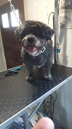 Photo n°28 de canin max à Saint-Georges-d'Orques (Toiletteur)