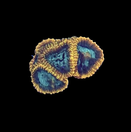OldSchoolCorals