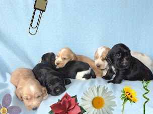 Photo n°2 de EARL de la Bistade à Sainte-Marie-Kerque (Éleveur de chiens)