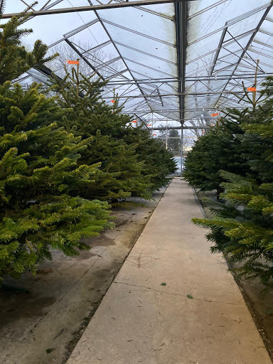 Bovingdon Christmas Trees Gallery - United Kingdom