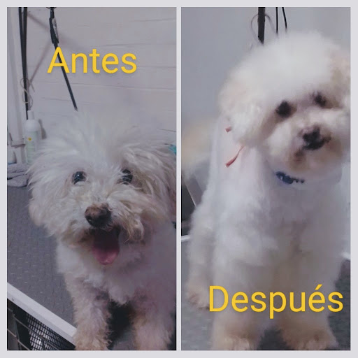 Servicios Veterinarios de Mexico